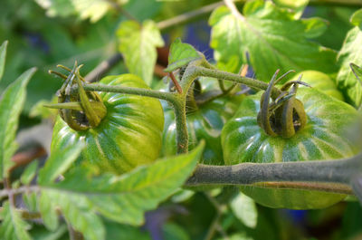 Close-up of insect on leaf