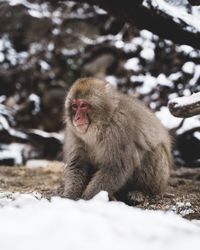 Monkey sitting in snow