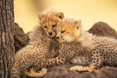 Two cheetah cubs lie together looking down