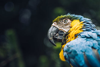 Close-up of a parrot looking away