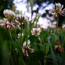 Close-up of flowering plant