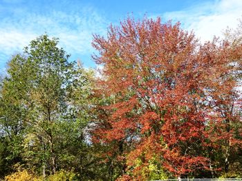 Low angle view of tree in autumn