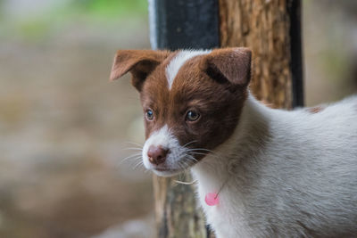 Close-up portrait of dog