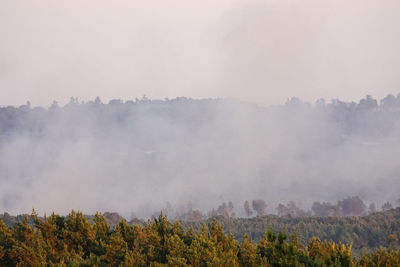 Scenic view of forest against sky during foggy weather