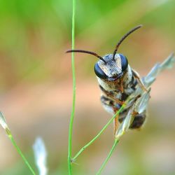 Close-up of insect on plant