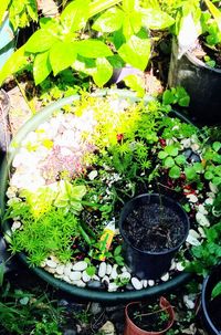 High angle view of potted plants