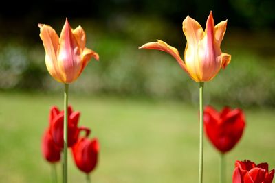 Close-up of red tulips blooming