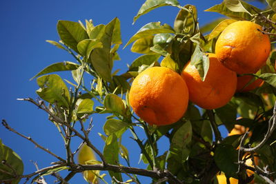 Orange fruits on tree