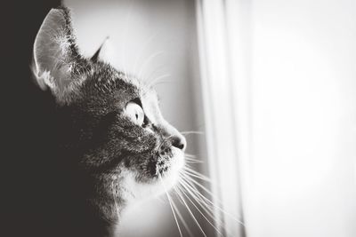 Close-up of cat looking away