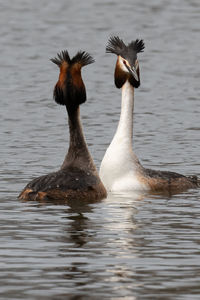 Pair of great crested grebes with head plumes raised in intricate pair-bonding display