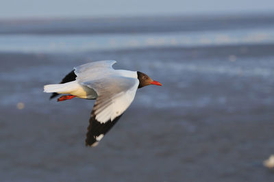Bird flying over sea