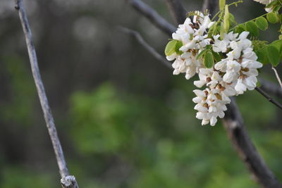 Close-up of white flowering plant