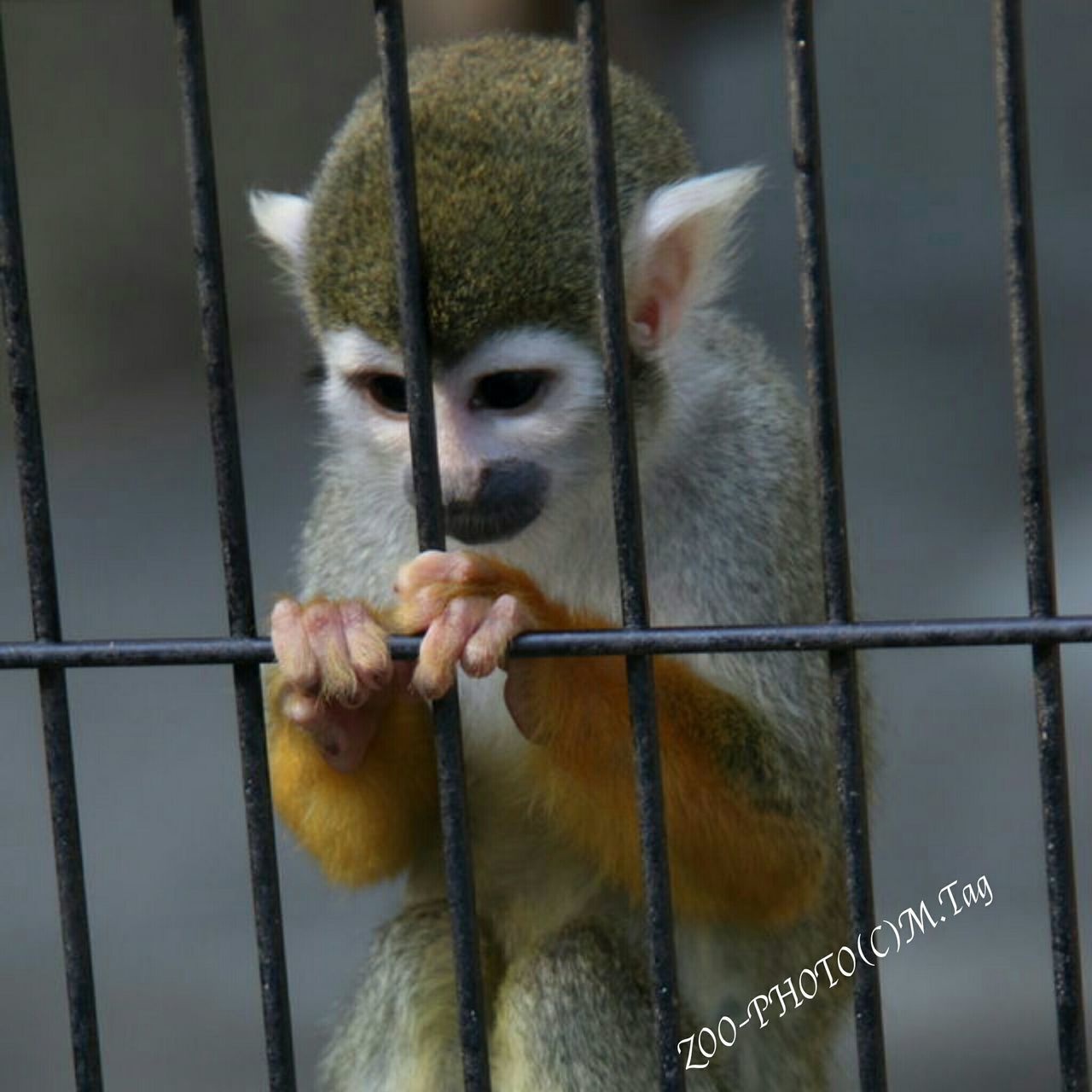 animal themes, one animal, mammal, domestic animals, cage, animals in captivity, fence, livestock, pets, close-up, zoo, animal head, zoology, wildlife, animals in the wild, two animals, monkey, metal, vertebrate, focus on foreground