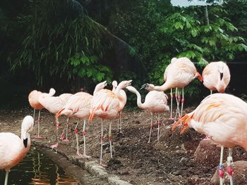 View of birds in lake