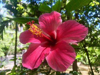 Close-up of pink hibiscus blooming outdoors