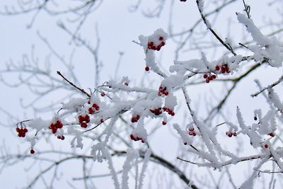 Close-up of frozen tree branch during winter