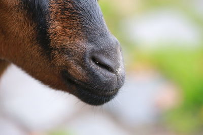 Close-up of a dog