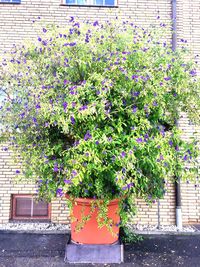 Purple flower plants