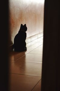 Cat sitting on floor