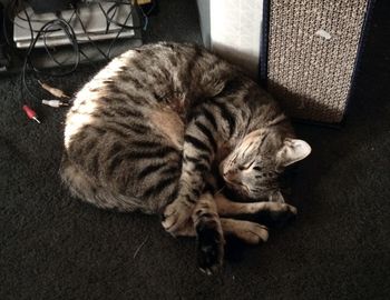 High angle view of cat sleeping on floor