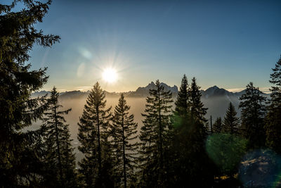 Sun shining through trees during sunset