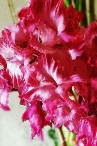 Close-up of pink flowers