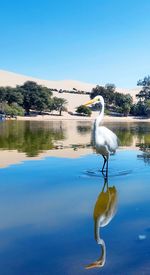 Bird in a lake