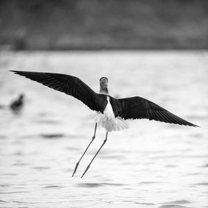 Bird flying over sea