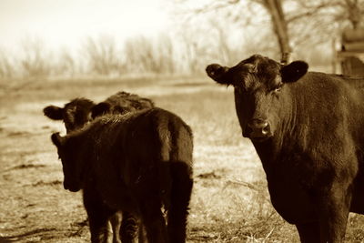 Cow standing on field