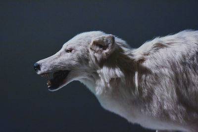 Close-up of dog against blue background