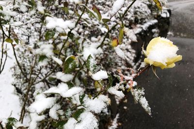 Close-up of snow on tree