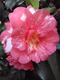 Close-up of pink flower blooming outdoors