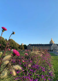 Pink flowering plants against blue sky