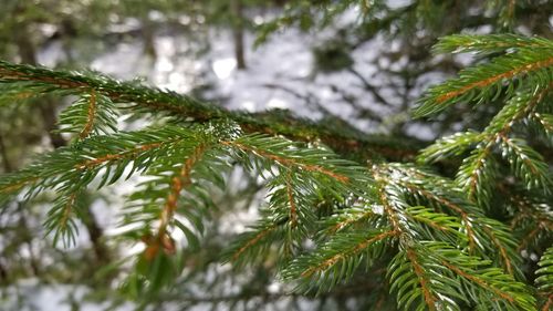 Close-up of pine tree