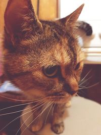 Close-up of a cat looking away