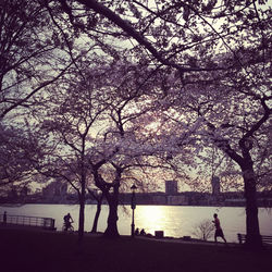 Reflection of trees in water