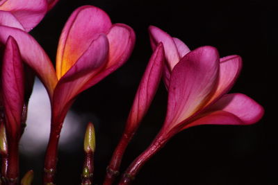 Close-up of pink frangipanis blooming outdoors at night