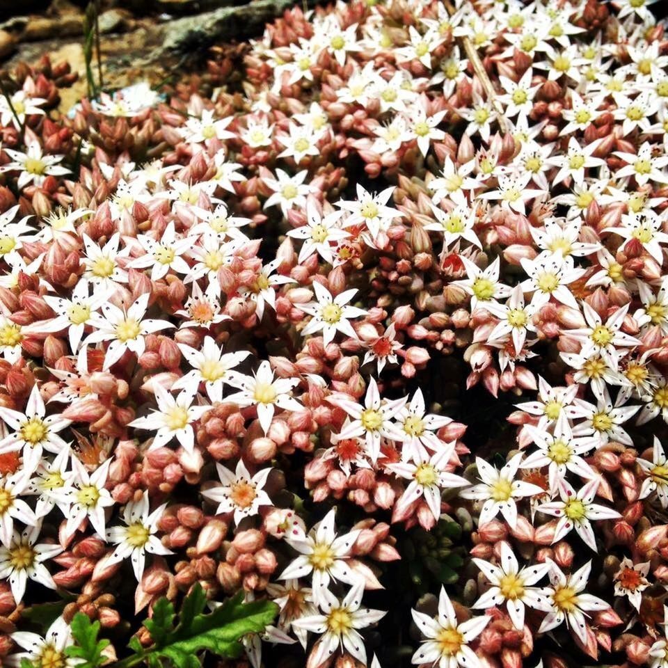 HIGH ANGLE VIEW OF FLOWERING PLANTS