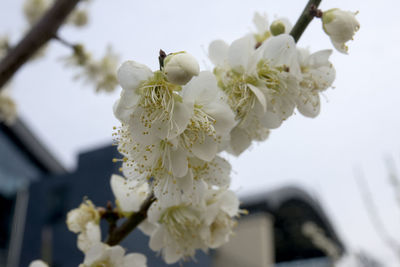 Close-up of flowers blooming on tree against sky