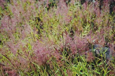 Close up of grass