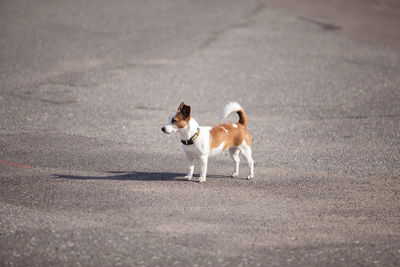 Dog on road terrier 