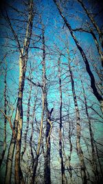 Low angle view of bare trees against blue sky