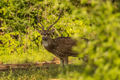 Deer in a forest