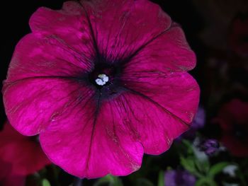 Close-up of flower blooming at night