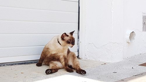 Dog sitting on white door