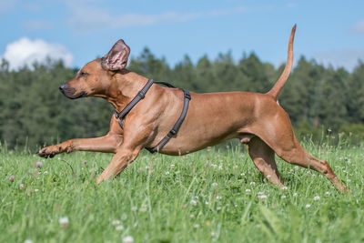 Dog running on grassy land