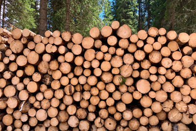 Stack of logs in forest