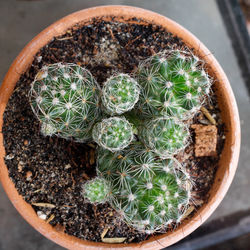 High angle view of cactus in potted plant