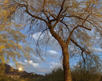 Low angle view of bare tree against sky