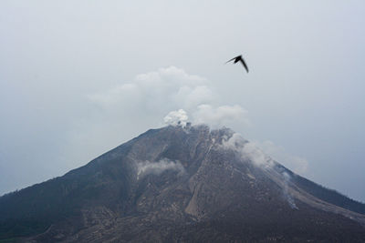 Bird flying over mountain against sky